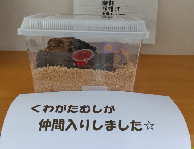 くわがたむしさんこんにちは☆